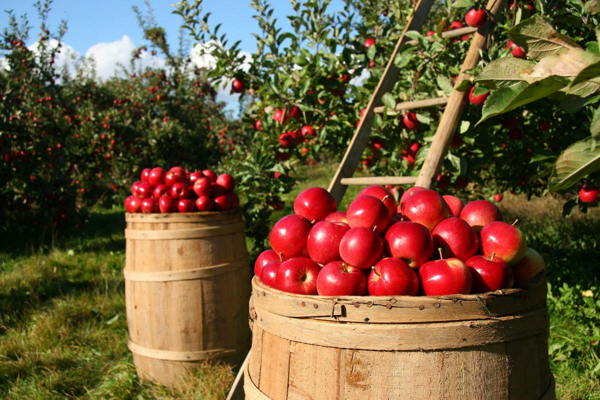 frukt prydnadsträd buskar produktion i Polen